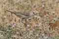 Ястребиная славка фото (Sylvia nisoria) - изображение №2444 onbird.ru.<br>Источник: www.hawar-islands.com